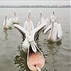 Hungry pelicans slide puzzle