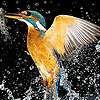 Hungry water bird puzzle