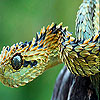 Hunter snake slide puzzle