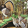 In the woods slide puzzle
