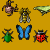 Insect Crush