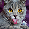 Jester cat slide puzzle