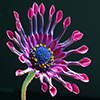 Jigsaw: African Daisy