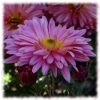 Jigsaw: Beautiful flowers