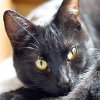 Jigsaw: Black Cat