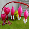 Jigsaw: Bleeding Heart
