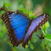 Jigsaw: Blue Morpho