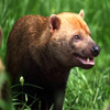 Jigsaw: Bush Dog