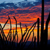 Jigsaw: Cactus Sunrise