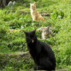 Jigsaw: Cats Trio