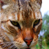 Jigsaw: Closeup Cat