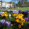 Jigsaw: Crocus