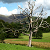 Jigsaw: Dead Tree