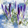 Jigsaw: Early Spring