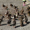 Jigsaw: Feeding The Ducks