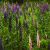 Jigsaw: Field Of Flowers