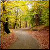 Jigsaw forest