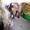 Jigsaw: Goat