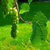 Jigsaw: Grapes