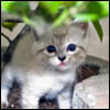 Jigsaw Happy Kitty