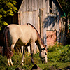 Jigsaw: Horse Grassing