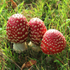 Jigsaw: Huddled Mushrooms