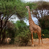 Jigsaw: Hungry Giraffe