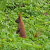 Jigsaw: Leaf Squirrel