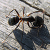 Jigsaw: Little Ant
