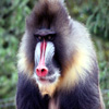 Jigsaw: Mandril