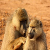 Jigsaw: Monkeys