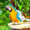 Jigsaw: Parrot