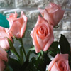 Jigsaw: Pink Roses
