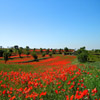 Jigsaw: Poppy Field