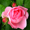 Jigsaw: Rose And Buds