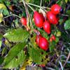 Jigsaw: Rosehip