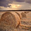 Jigsaw: Straw In The Field