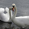 Jigsaw Swans