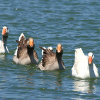 Jigsaw: Swimming Geese