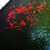 Jigsaw: Swirling Fish
