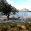 Jigsaw: Tree Beach