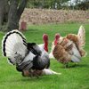 Jigsaw: Turkey Time