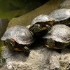 Jigsaw: Turtles