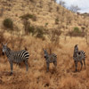 Jigsaw: Zebra Family
