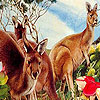 Kangaroos in the garden puzzle