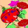 Kid's coloring: Garden beetle