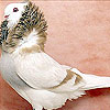 King bird slide puzzle