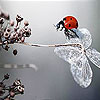 Ladybug in the woods slide puzzle