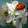 Ladybug slide puzzle