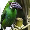 Large beak puzzle